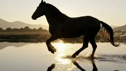 First AI-generated in-between frame of a horse running through water