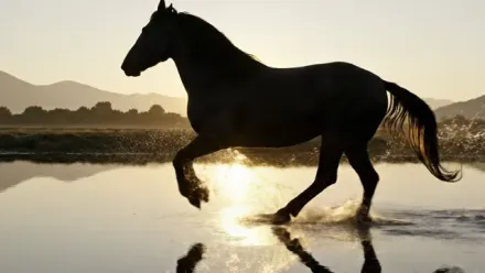 Horse running through water in the next frame captured by the camera